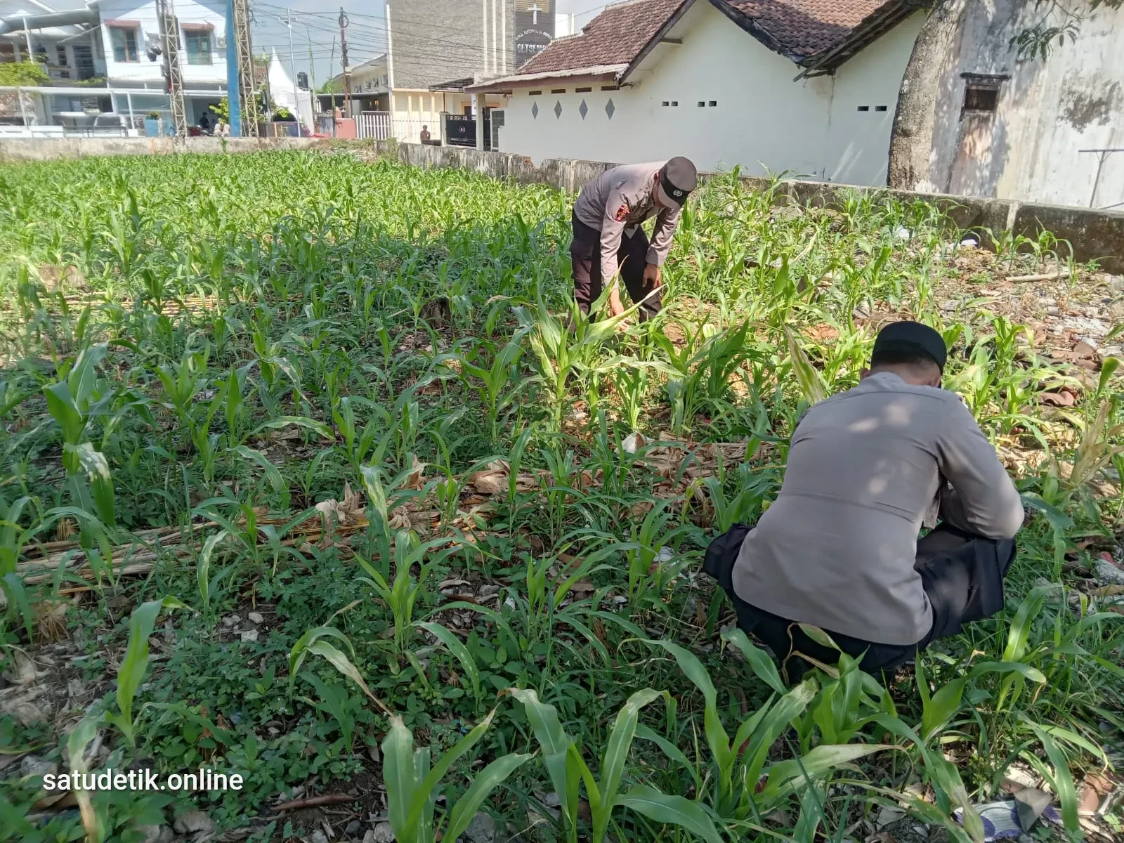 Polsek Jatiroto Turun ke Sawah, Kawal Ketahanan Pangan dari Desa