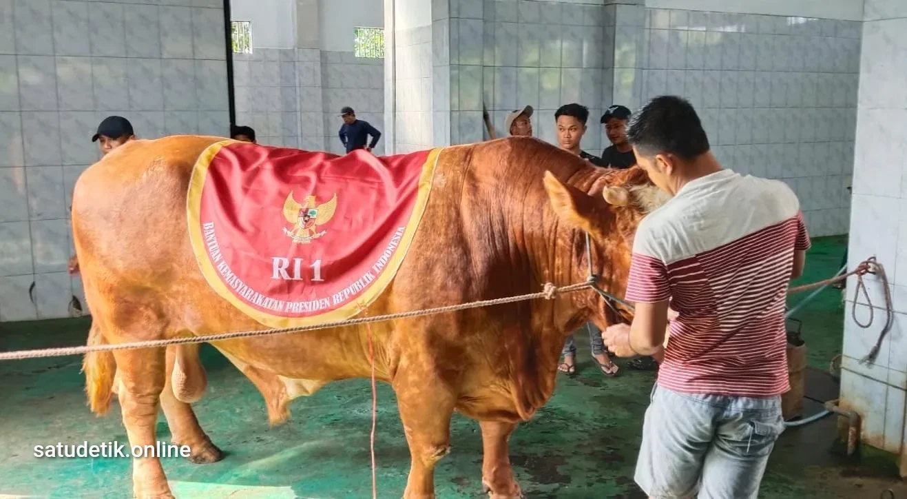 Sapi Kurban Presiden 1,2 Ton Diserahkan untuk Warga Lumajang