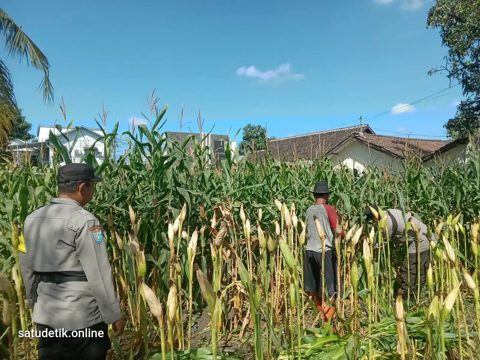 Polsek Jatiroto Kawal Ketahanan Pangan, Polisi Dampingi Petani Olah Lahan Jagung